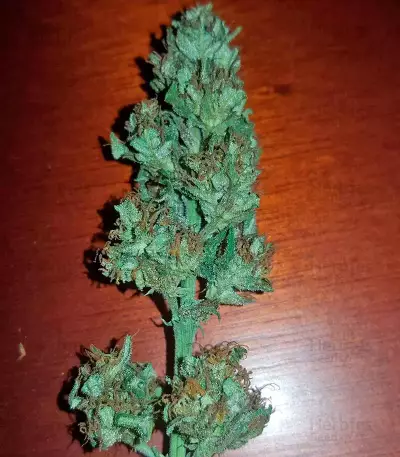 Colombian Gold feminizada (World of Seeds)