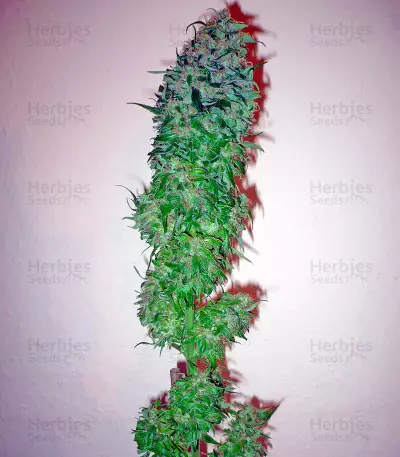 Santa Sativa Seeds
