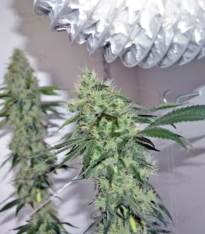 707 Headband Seeds