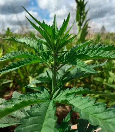 Auto Dark Purple Auto Seeds
