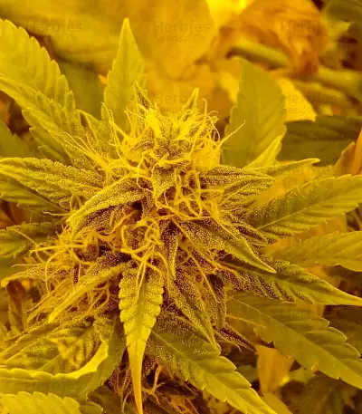 Auto New York City (Pyramid Seeds)