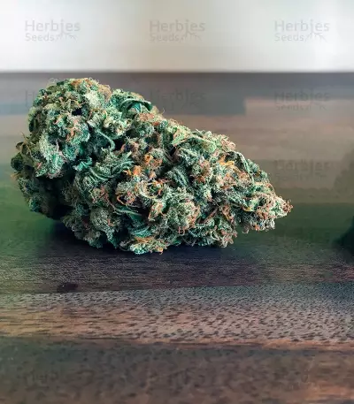 Sementes feminizadas Auto Cinderela Jack