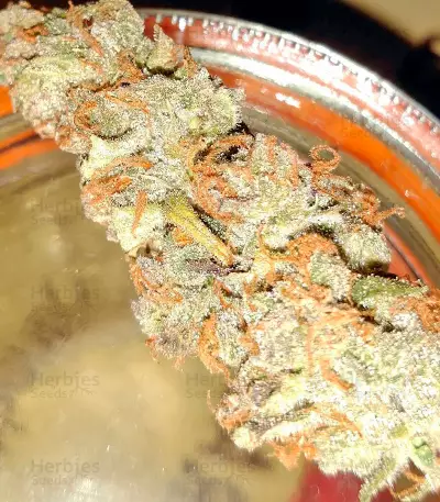 BlackJack (Nirvana Seeds)