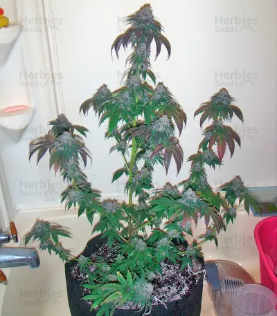 Blue Cheese cannabis strain