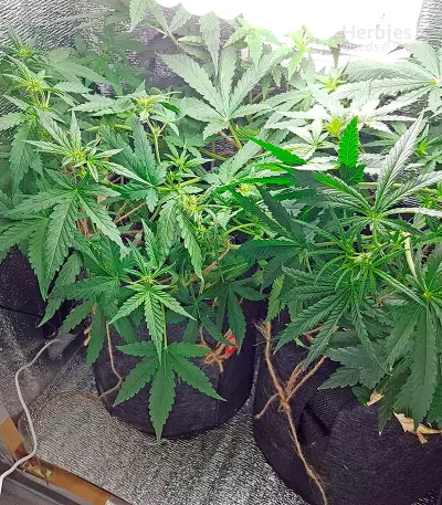 Blue Mystic strain