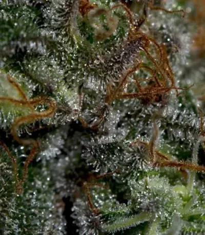 Blueberry OG strain