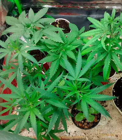 Bud Bud Bling Tingz Seeds