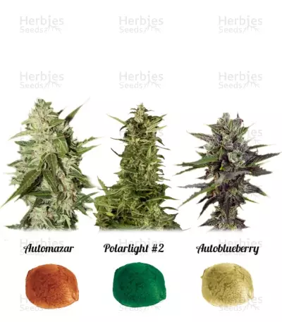Graines de cannabis Colour mix 6 (AutoFem) (Dutch Passion)