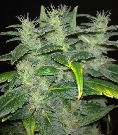 Dieseltonic Seeds