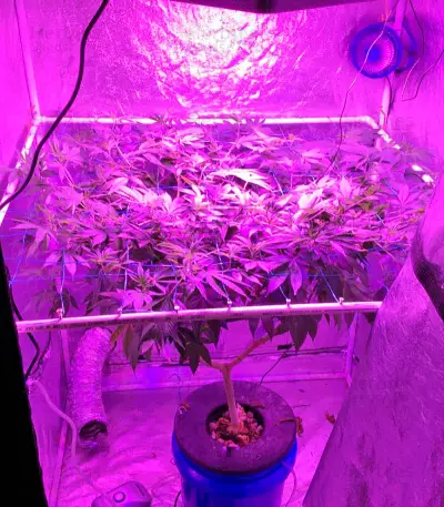 Graines de cannabis Desert Diesel (Humboldt Seeds Organization)