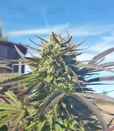 Graines de cannabis Grand Master Kush regular (Sumo Seeds)