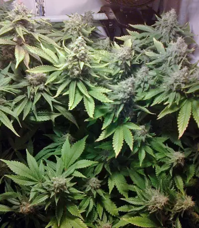 Ice Cream (Paradise Seeds)