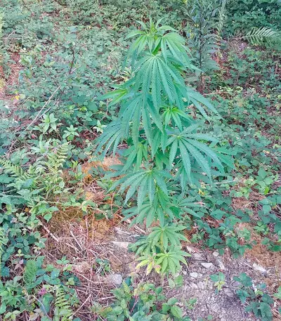 Kilimanjaro (World of Seeds)