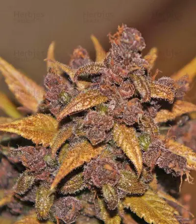 Graines féminisées de LSD-25 Auto (Fast Buds)