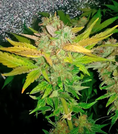 NY Diesel Seeds (Vision Seeds)