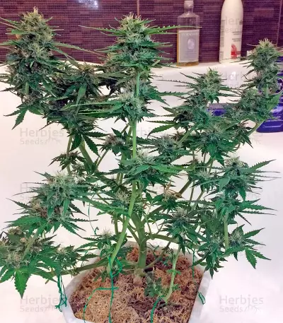 Graines de cannabis Northern Light X Skunk (World of Seeds)