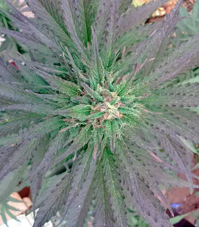 Northern Lights x Big Bud Ryder Seeds
