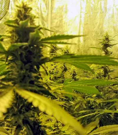 Northern Lights (Pyramid Seeds)