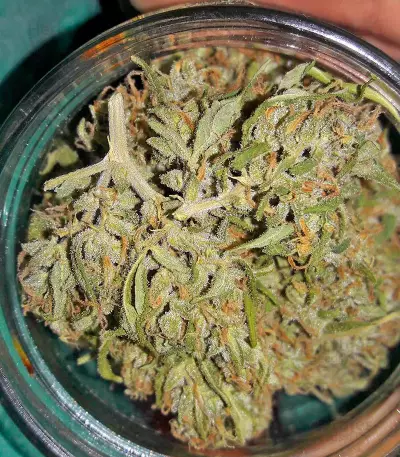 White Widow (00 Seeds)