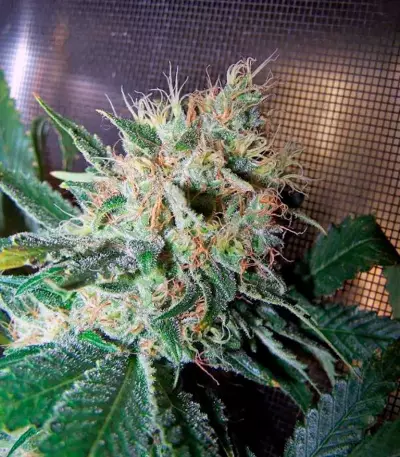 Double White Seeds