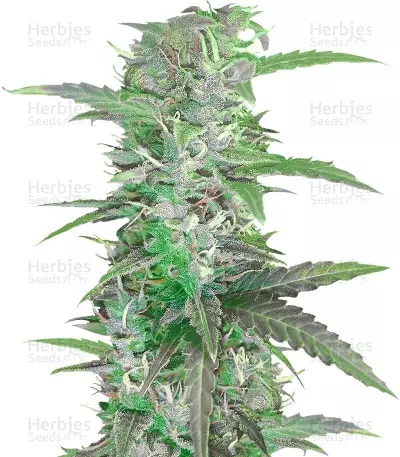 Graines de cannabis Auto Speed Bud (Female Seeds)