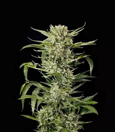 Auto MASS feminized seeds
