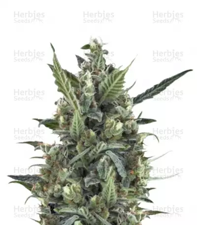 Buy Blue Cheese Automatic feminized seeds