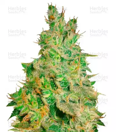 Buy Critical Kali Mist feminized seeds