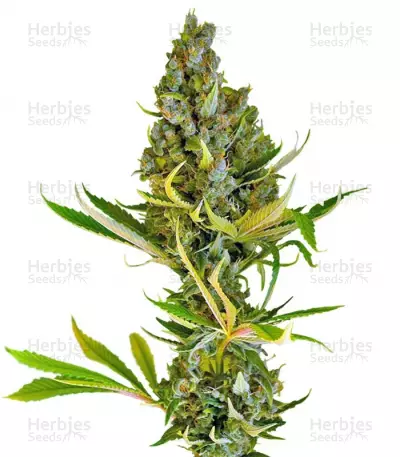 Buy Sweet Cheese F1 Fast Version feminized seeds