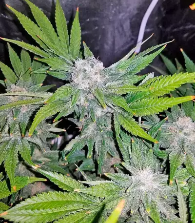 Northern Lights (00 Seeds)