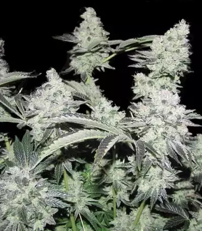 Semillas feminizadas Pineapple Express Auto