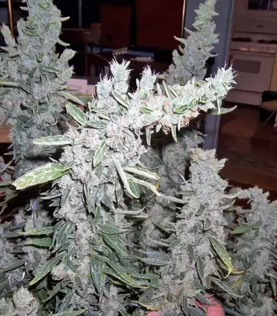 Thai Fantasy feminized seeds