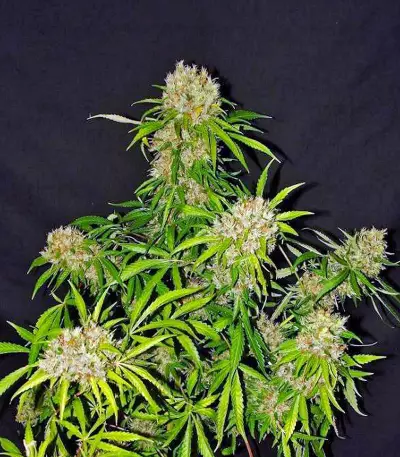 White Widow X The Ultimate Regular seeds