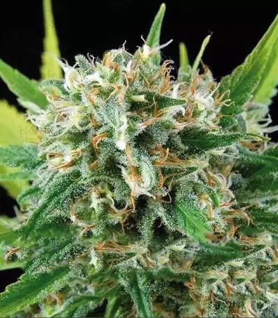 Amnesia Seeds (Vision Seeds)