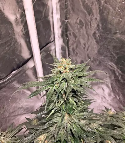 AK 48 strain