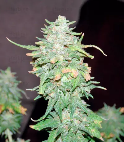 Graines de cannabis Afghan Kush X Yumbolt (World of Seeds)