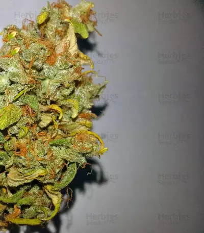 Auto Lennon feminized seeds
