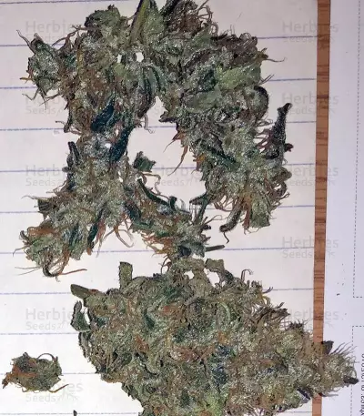 Blue Mystic weed strain
