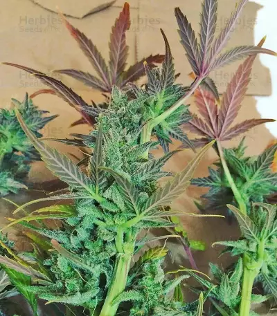 Blueberry Bliss Auto marijuana strain