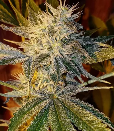 CBD Kong's Kush Seeds