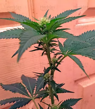 Chemdawg Seeds (Humboldt Seeds Organization)