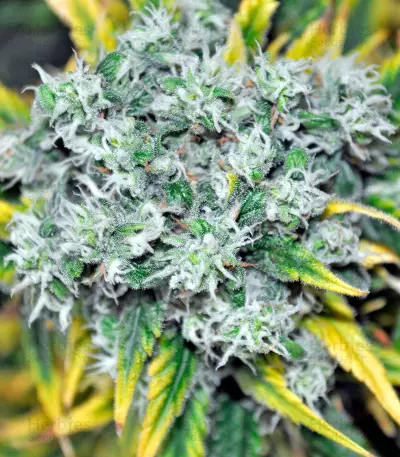 Graines de cannabis Damnesia (Strain Hunters)