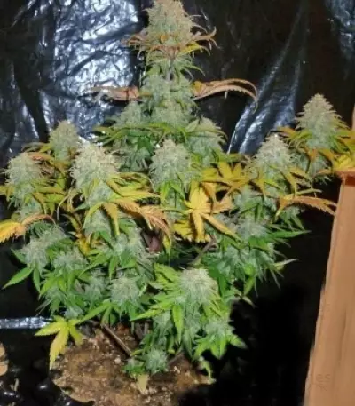 Diesel Automatic Seeds