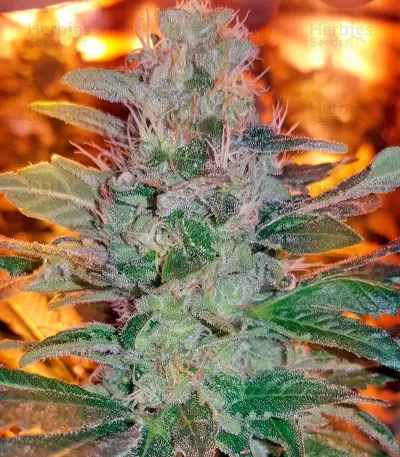 Kritikal-K Seeds