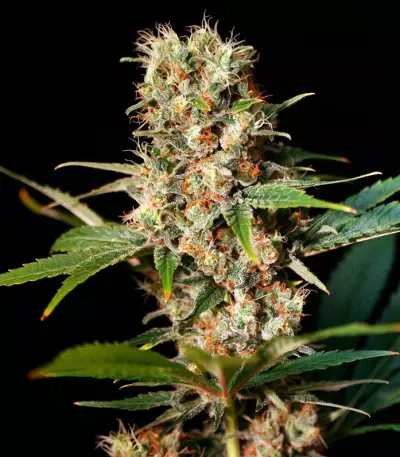 Missing In Barcelona (Eva Seeds)