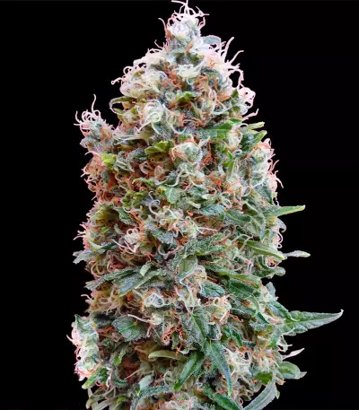 Phatt Fruity Seeds