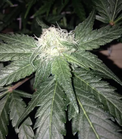 Red Leicester Tease strain
