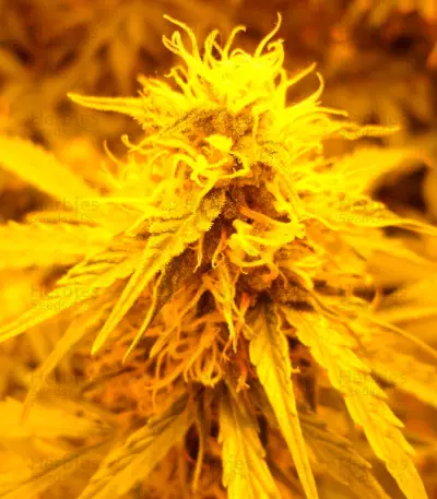 Super Skunk Auto (Vision Seeds)