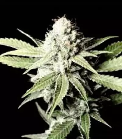 Semi femminizzati VIP Auto