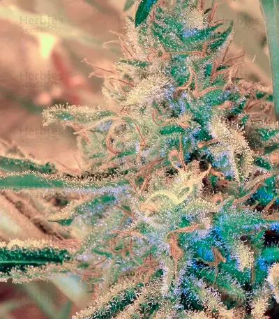 White Lemon (Strain Hunters)